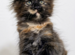 Yucca - Maine Coon Kitten For Sale - Charlotte&comma; NC&comma; US