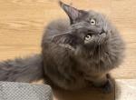 Gracie Everythingcoon - Maine Coon Kitten For Sale - Glenview&comma; IL&comma; US