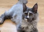 Giselle Everythingcoon - Maine Coon Kitten For Sale - 