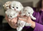 M litter - Scottish Fold Kitten For Sale - Kent&comma; WA&comma; US