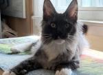 Glenda Everythingcoon - Maine Coon Kitten For Sale - 