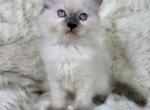 Trinity - Ragdoll Kitten For Sale - Ojai&comma; CA&comma; US