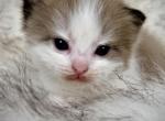 Manicotti - Ragdoll Kitten For Sale - Ojai&comma; CA&comma; US