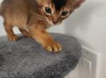 Bruno - Abyssinian Kitten For Sale - Palm Coast&comma; FL&comma; US