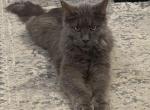Charlotte make reasonable offer - Maine Coon Cat For Sale/Retired Breeding - 