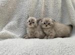 Scottish Fold Stright - Scottish Fold Kitten For Sale - 