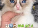 Ursula - Ragdoll Kitten For Sale - Williamsport&comma; OH&comma; US