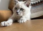 Turquoise Collar - Ragdoll Kitten For Sale - Meadville&comma; PA&comma; US