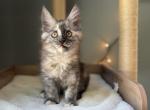 Starlight - Maine Coon Kitten For Sale - Londonderry&comma; NH&comma; US