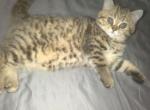 Lilly - Scottish Straight Kitten For Sale - Naperville&comma; IL&comma; US