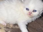 Namiko - Persian Kitten For Sale - Williamsport&comma; OH&comma; US