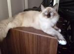 Sasha - Ragdoll Kitten For Sale - Brooklyn&comma; NY&comma; US