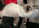 Dasha - Ragdoll Kitten For Sale - Brooklyn&comma; NY&comma; US