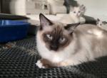 Baron - Ragdoll Kitten For Sale - Brooklyn&comma; NY&comma; US