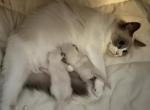 1 BOY Available - Ragdoll Kitten For Sale - Columbia&comma; MD&comma; US