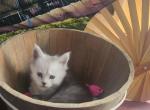 NickXRhae - Maine Coon Kitten For Sale - Spokane&comma; WA&comma; US
