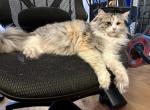 Female Smoke Tortie Bicolor - Maine Coon Cat For Adoption - 