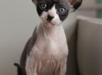 Sphynx Kittens - Sphynx Kitten For Sale - Mason&comma; MI&comma; US