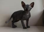 Sphynx Kittens - Sphynx Kitten For Sale - Grand Ledge&comma; MI&comma; US