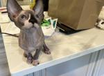 Lily - Sphynx Kitten For Sale - Westfield&comma; MA&comma; US