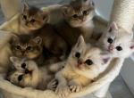 BritishShorthair litter - British Shorthair Kitten For Sale - Lake Stevens&comma; WA&comma; US