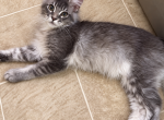 Ophelia - Maine Coon Kitten For Sale - Grant Valkaria&comma; FL&comma; US