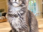 Maine Coon affectionate boy - Maine Coon Kitten For Sale - Grant Valkaria&comma; FL&comma; US