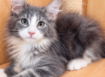 Benny - Maine Coon Kitten For Sale - Grant Valkaria&comma; FL&comma; US