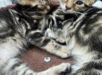 Haus of Bengals - Bengal Kitten For Sale - Galloway&comma; NJ&comma; US