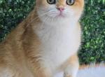 Eliot - British Shorthair Kitten For Sale - Moscow&comma; Moscow&comma; RU