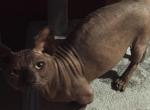 PopovAndMal - Sphynx Cat For Sale - Hialeah&comma; FL&comma; US