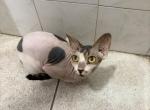 PopovAndMal - Sphynx Cat For Sale - Hialeah&comma; FL&comma; US