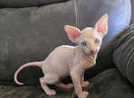 Cream Male - Sphynx Kitten For Sale - CO&comma; US