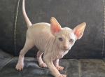 Cream Female - Sphynx Kitten For Sale - CO&comma; US