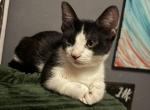 Murphy - Munchkin Kitten For Sale - Hialeah&comma; FL&comma; US