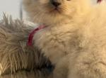 Chloes Litter Milwaukee - Ragdoll Kitten For Sale - 