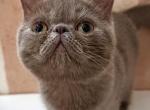 CFA Exotic Shorthair Lilac Male - Exotic Kitten For Sale - TX&comma; US