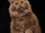 Rakel - Maine Coon Kitten For Sale - NY&comma; US