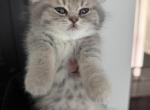 Gray Striped Girl - Scottish Fold Kitten For Sale - 