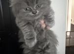 LH Gray Girl - Scottish Fold Kitten For Sale - 