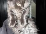LH Black Girl - Scottish Fold Kitten For Sale - Christiana&comma; TN&comma; US