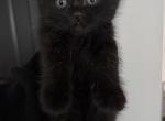 Black Girl - Scottish Straight Kitten For Sale - 