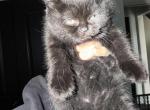 Black Boy - Scottish Straight Kitten For Sale - Christiana&comma; TN&comma; US