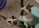 Beautiful seal point blue points and tortie points - Siamese Kitten For Sale - Twin Lakes&comma; WI&comma; US