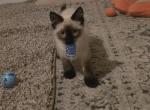 Seal point balinese kitten - Balinese Kitten For Sale - 
