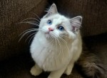 Gigi - Ragdoll Kitten For Sale - Brighton&comma; CO&comma; US