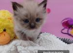Ragdoll Cherubim Girl purple collar - Ragdoll Kitten For Sale - New York&comma; NY&comma; US