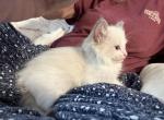 Mr white - Ragdoll Kitten For Sale - San Diego&comma; CA&comma; US