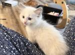 Mr white - Ragdoll Kitten For Sale - San Diego&comma; CA&comma; US