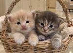 Caribbean Coons of Sarasota - Maine Coon Kitten For Sale - Sarasota&comma; FL&comma; US